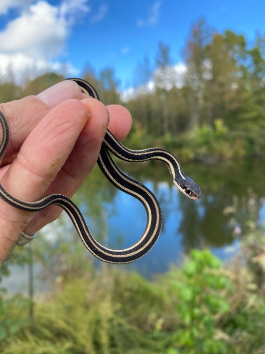 Eastern Ribbon Snake